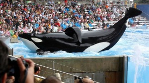 Tillicum is the largest orca whale in captivity. He was purchased by SeaWorld for insemination of the female orcas. 54% of the SeaWorld whales have his genes. He is known to have aggressive tenancie. Currently, he spends most of his days in isolation, but does participate in the performances minimally.